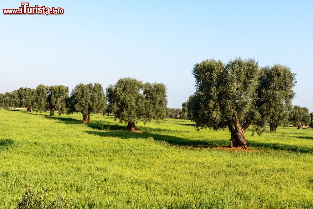 Immagine Alberi di ulivo nei pressi di Cisternino, provincia di Brindisi, Puglia.