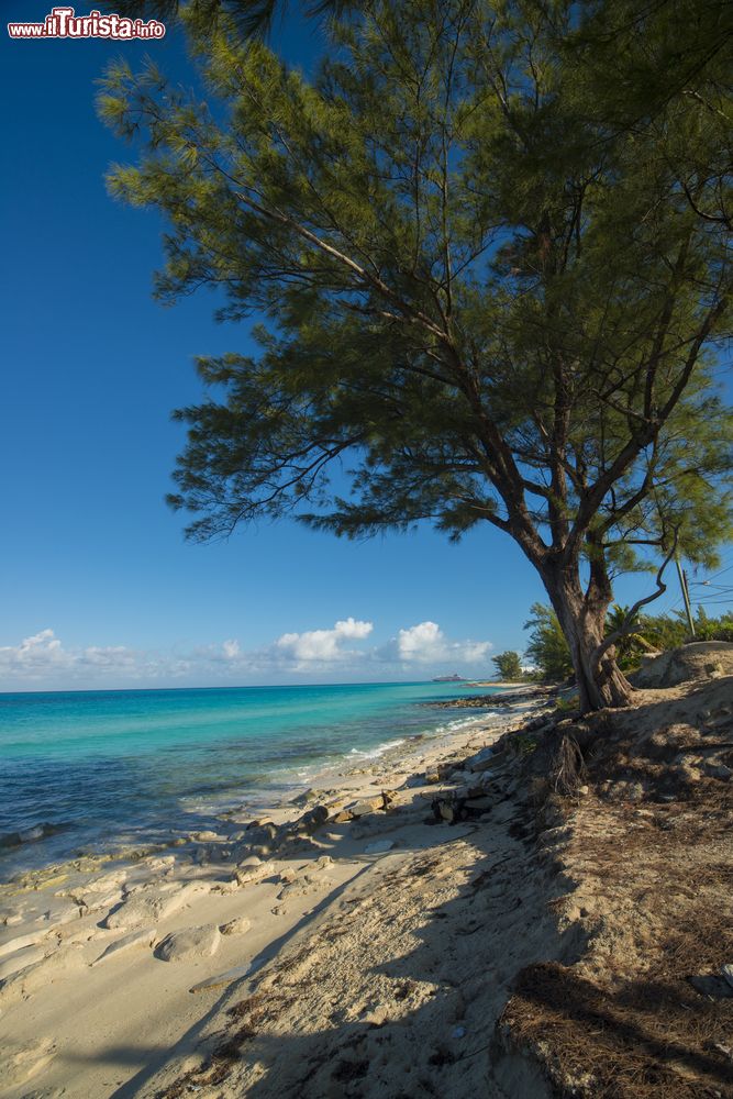 Immagine Alberi e vegetazione su una spiaggia di Bimini, Bahamas. Sullo sfondo, in lontananza, una nave da crociera.