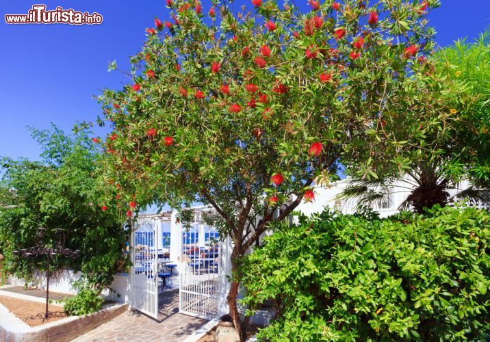 Immagine Alberi fioriti a Panarea, Sicilia - Rosso intenso per i fiori di questo albero che crea un'atmosfera ancora più suggestiva nel villaggio di Panarea © Natalia Macheda / Shutterstock.com
