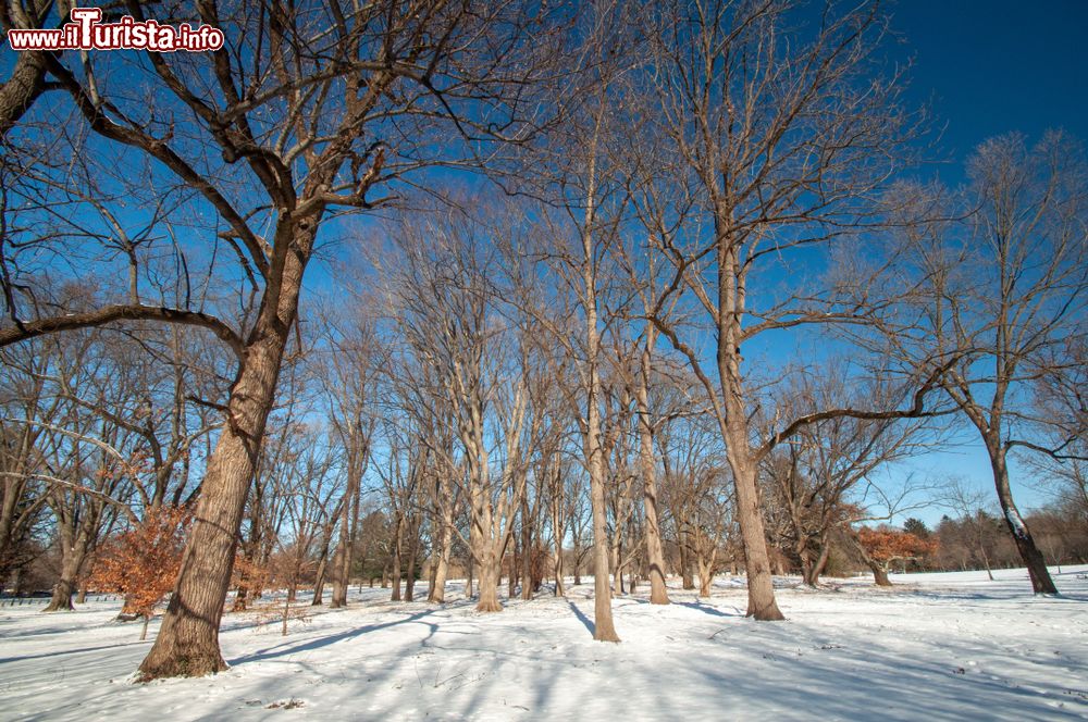 Immagine Alberi fotografati in inverno con la neve a Indianapolis, Indiana. Questa località si trova nella contea di Marion.