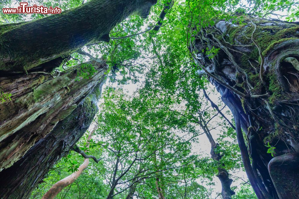 Immagine Alberi secolari sull'isola di Yakushima, Giappone, fotografati dal basso.