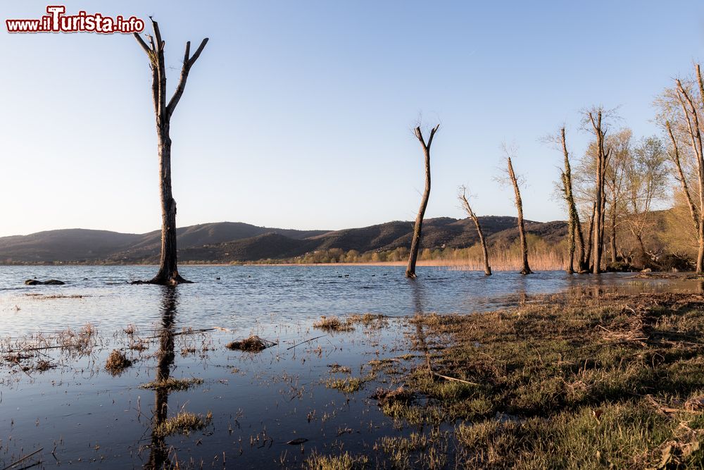 Immagine alberi sulla riva del Lago Trasimeno a Torricella