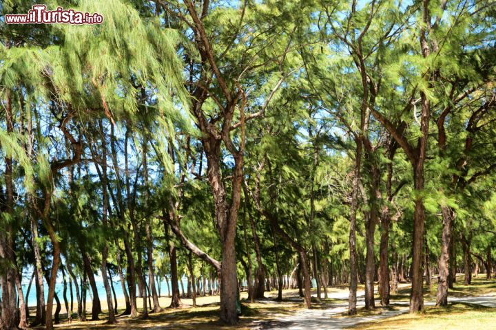 Immagine Alberi sulla spiaggia di Mauritius a Belle Mare - Le fronde degli alberi che si affaciano sulla spiaggia di Belle Mare a Mauritius offrono ottimo riparo dai raggi del sole © Pack-Shot / Shutterstock.com