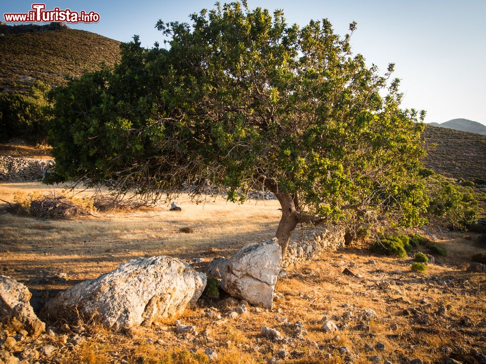 Immagine Un albero al tramonto, isola di Tilos, Grecia. L'isola è attraversata dai sentieri del Parco Ecologico che per 35 chilometri collegano ben 13 villaggi di questo territorio del Dodecaneso, il settimo dell'arcipelago per grandezza.