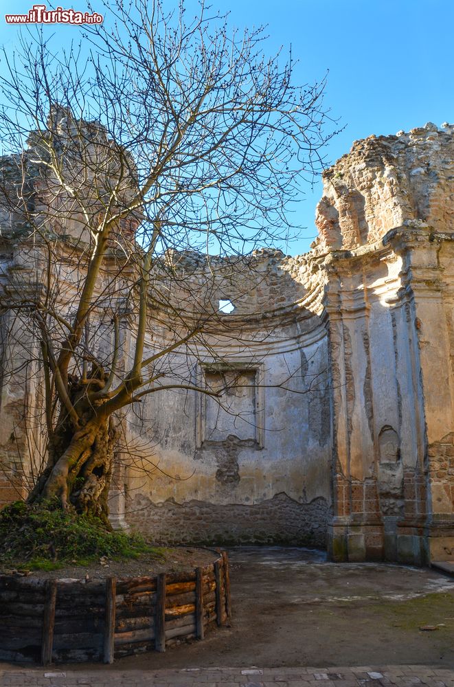 Immagine L'albero all'interno della chiesa di San Bonaventura a Monterano, Roma, Lazio. 