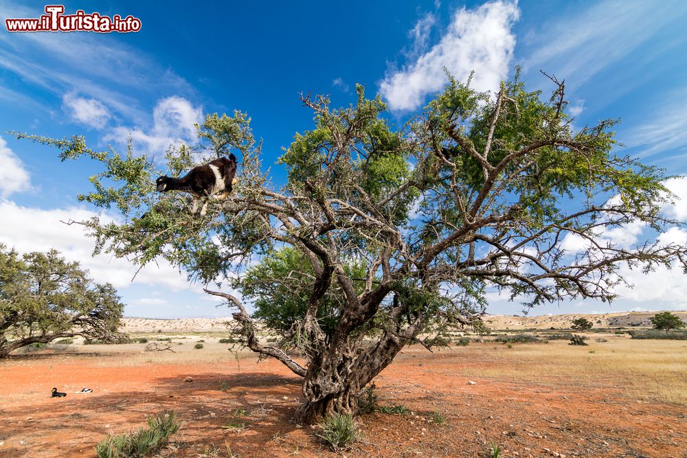 Immagine Un albero di argan con una capra che bruca le foglie, Asilah, Marocco. Quest'albero endemico del Marocco e della regione di Tindouf in Algeria è noto per la produzione di olio. Le foglie verde scuro sono il nutrimento principale per dromedari e capre: quest'ultime non esitano ad arrampicarsi sull'argania spinosa per cibarsene.