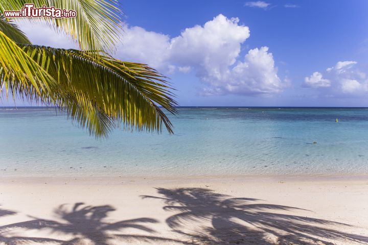 Immagine Albero di cocco sulla spiaggia di Mont Choisy, Mauritius, Oceano Indiano - © isogood / Shutterstock.com