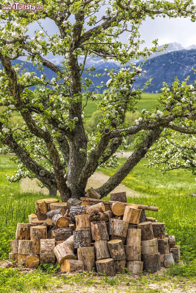 Immagine Un albero di mele nei pressi di Ronzone, in Val di Non, Trentino. La Val di Non, situata nella parte nord-occidnetale della provincia autonoma di Trento, ha un'economica prevalentemente di tipo agricolo e in particolare lega il suo nome a quello delle mele Golden Delicious.