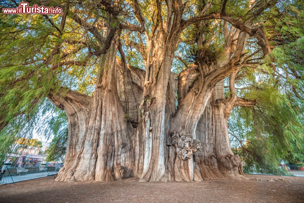 Immagine L'albero più grande del mondo, secondo i locali, si trova a El Tule, paese a 10 km da Oaxaca, Messico.