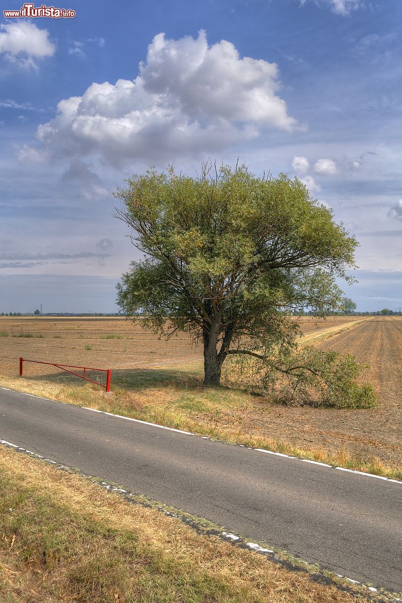 Immagine Albero Solitario nelle campagne di Sant'Agata Bolognese in Emilia