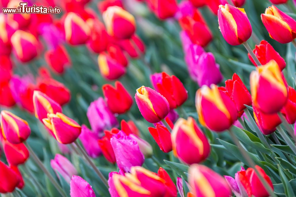 Immagine Alcune varietà di Tulipani a Cornaredo in Lombardia