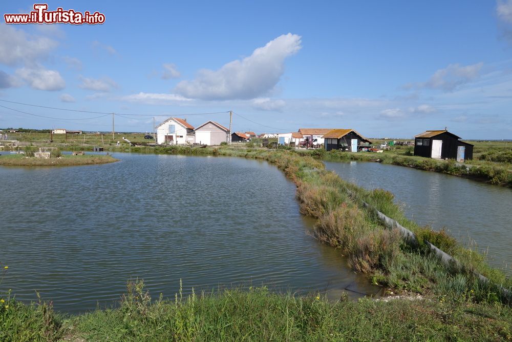 Le foto di cosa vedere e visitare a Marennes