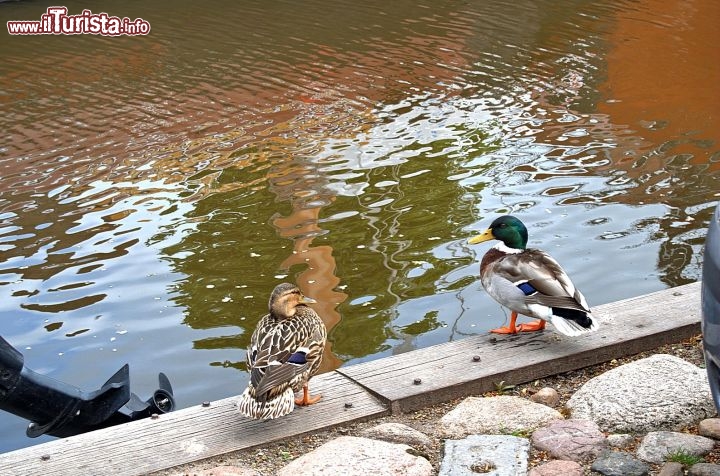 Immagine Anatre a Sloten in Olanda