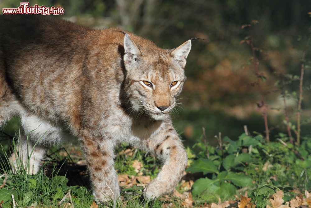 Immagine Anche le linci nella fauna protetta a Civitella Alfedena, Parco Nazionale d'Abruzzo, Lazio e Molise