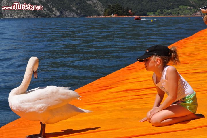 Immagine Anche un cigno a passeggio sulle Passerelle galleggianti sul Lago di Iseo: l'installazione di Christo che ha acceso di colori e emozioni Monte Isola all'inizo dell'estate 2016 - © s74 / Shutterstock.com