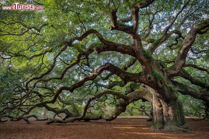 Immagine L'Angel Oak è una quercia situata sulla Johns Island, vicino a Charleston, South Carolina. Il dibattito sulla sua età è da sempre molto acceso: alcuni ritengono che possa avere addirittura 1500 anni - foto © Nagel Photography / Shutterstock.com