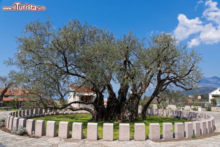 Immagine Antico ulivo di Mirovica, vicino alla città di Bar, Montenegro. E' considerato il più vecchio albero di tutta l'Europa con i suoi 2000 anni - © dinosmichail / Shutterstock.com