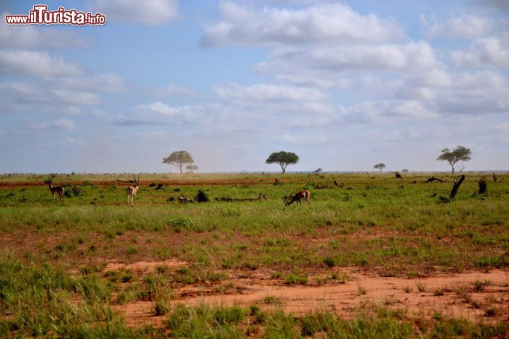 Immagine Un gruppetto di antilopi bruca l'erba al mattino nella savana dello Tsavo National Park, il più grande Parco Nazionale del Kenya.