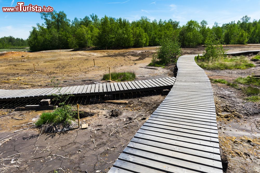 Immagine L'area di conservazione vulcanica S.O.O.S. nei pressi di Frantiskovy Lazne nel nord della Repubblica Ceca. In questa riserva paludosa vi sono sorgenti termali e fanghi.