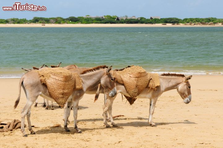 Immagine Asini su una spiaggia di Lamu, in Kenya - passeggiando per le stradine di Lamu, città principale dell'omonima isola, è pressoché impossibile trovare automobili o motociclette, ma è assai probabile incontrare asini, che qui sono ancora utilizzati come principale mezzo di trasporto, di cui dispongone quasi tutte le famiglie dell'isola - © Rafal Cichawa / Shutterstock.com