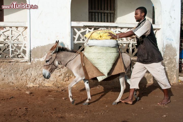 Immagine Un asino da trasporto a Lamu, Kenya - l'isola di Lamu, considerata un vero e proprio paradiso tropicale incontaminato, è famosa non solo per il bellissimo mare e per le foreste di mangrovie, ma anche per l'assenza quasi totale di automobili e mezzi motorizzati in favore degli asini: il principale mezzo di trasporto dell'isola. - © Byelikova Oksana / Shutterstock.com