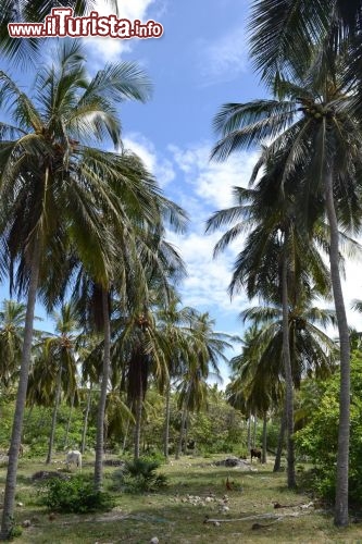 Immagine Palme ad Atins presso Barreirinhas, Brasile