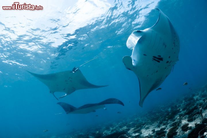 Immagine Presso l'Atollo di Malé Nord (Maldive) si possono compiere immersioni per avvistare le mante che nuotano nel'Oceano Indiano - foto © Shutterstock.com