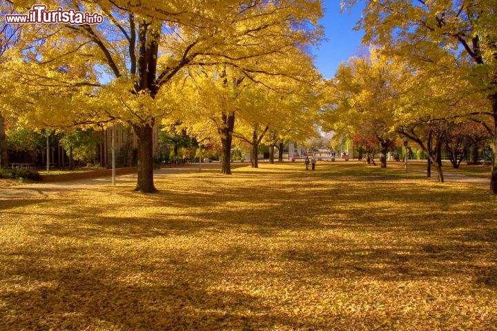 Immagine Australian National University, il viale a Canberra, Australia - Se in Italia e in altri Paesi del mondo qualsiasi edificio il cui uso è destinato all'Università non viene particolarmente curato dal punto di vista naturale ma solo (a volte) edilizio, qui in Australia accade l'inverso. Vi è un'estrema cura negli spazi circostanti agli stabili, specie se questi corrispondono a funzioni alte come appunto quella dell'istruzione - © Nicholas Wain / Shutterstock.com