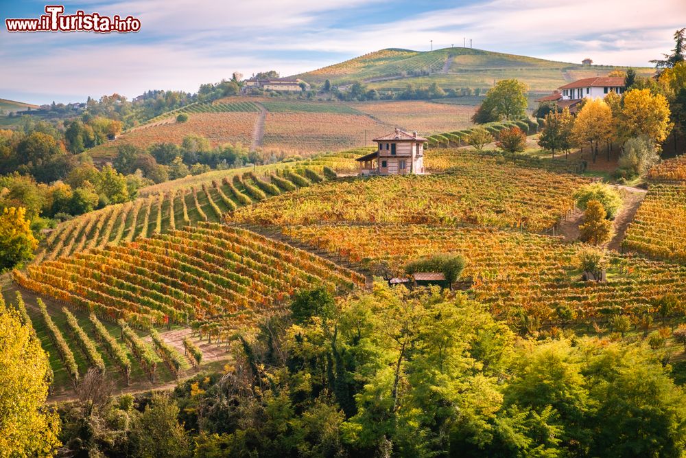 Immagine Autunno a Barolo tra i vigneti di Dolcetto e Barcaresco.