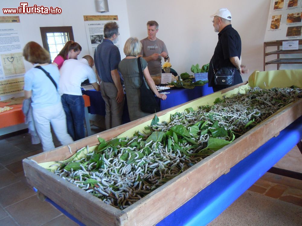 Immagine Bachi da Seta alla festa della FIlatura di Salzano in Veneto