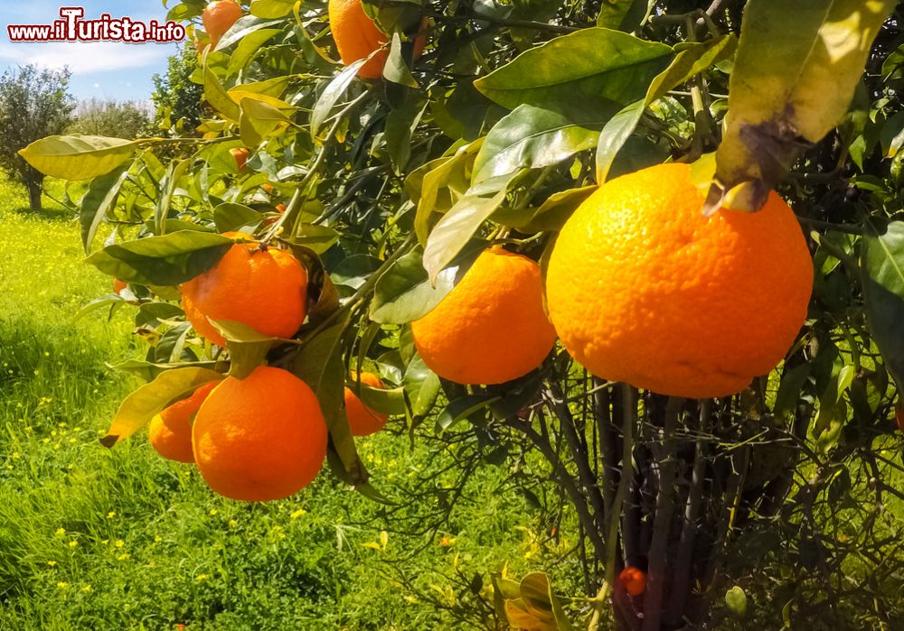 Immagine Bacoli, Campania: la Festa del Mandarino dei Campi Flegrei.