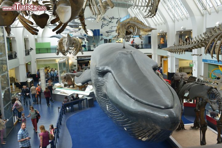 Immagine Museo di Storia Naturale a Londra, Inghilterra. Il Natural History Museum è uno dei tre grandi musei situati a Kensington in Cromwell Road e ospita circa 70 milioni di reperti suddivisi in 5 colelzioni. In questa immagine, una balenottera azzurra - © Daniel Gale / Shutterstock.com