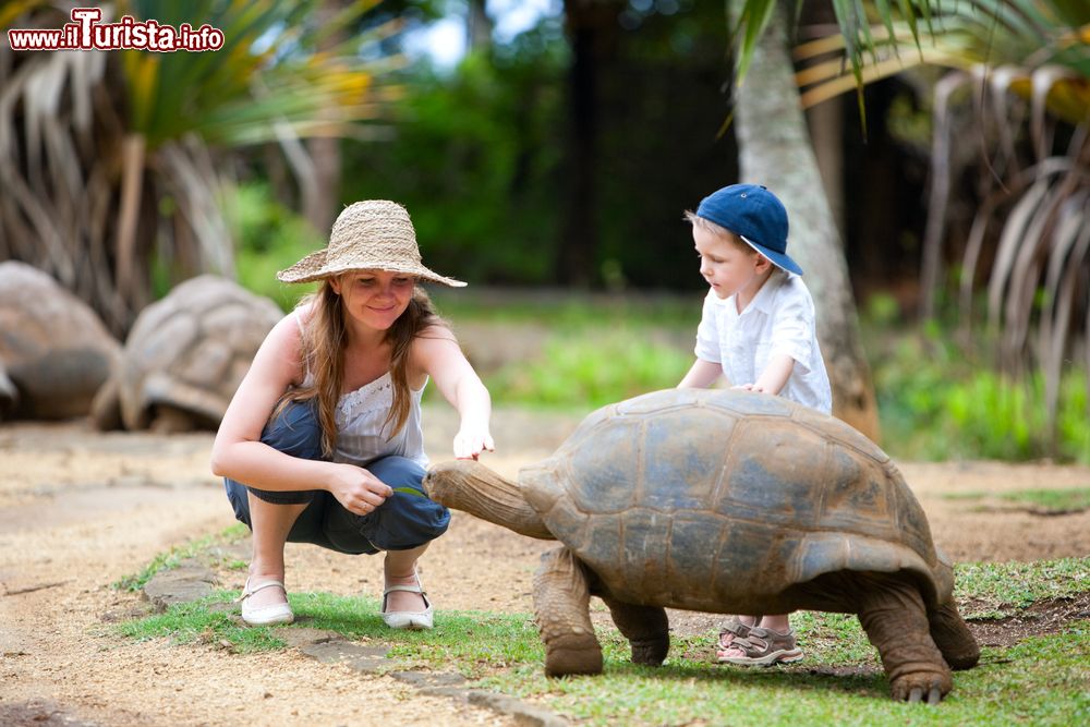 Immagine Turtle feeding: due bambini danno da mangiare ad una testuggine sull'isola di Mauritius