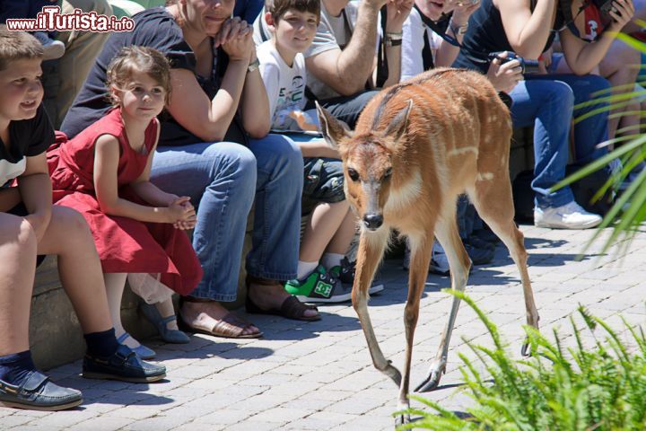 Immagine Bambini guardano un cerbiatto al Bioparc Fuengirola, Spagna. Qui si celebra l'International Day for Biological Diversity  - © Pabkov / Shutterstock.com