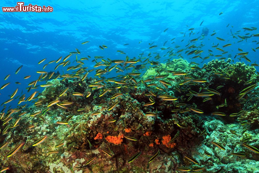 Immagine Un banco di pesci sopra la barriera corallina, isla Coiba, Panama.