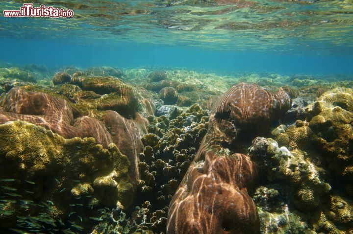 Immagine Reef nel mare di Roatan, Honduras - Che lo si chiami barriera corallina o all'inglese reef, l'habitat che si forma nei fondali del Mare dei Caraibi è fra i più suggestivi al mondo © Vilainecrevette / Shutterstock.com