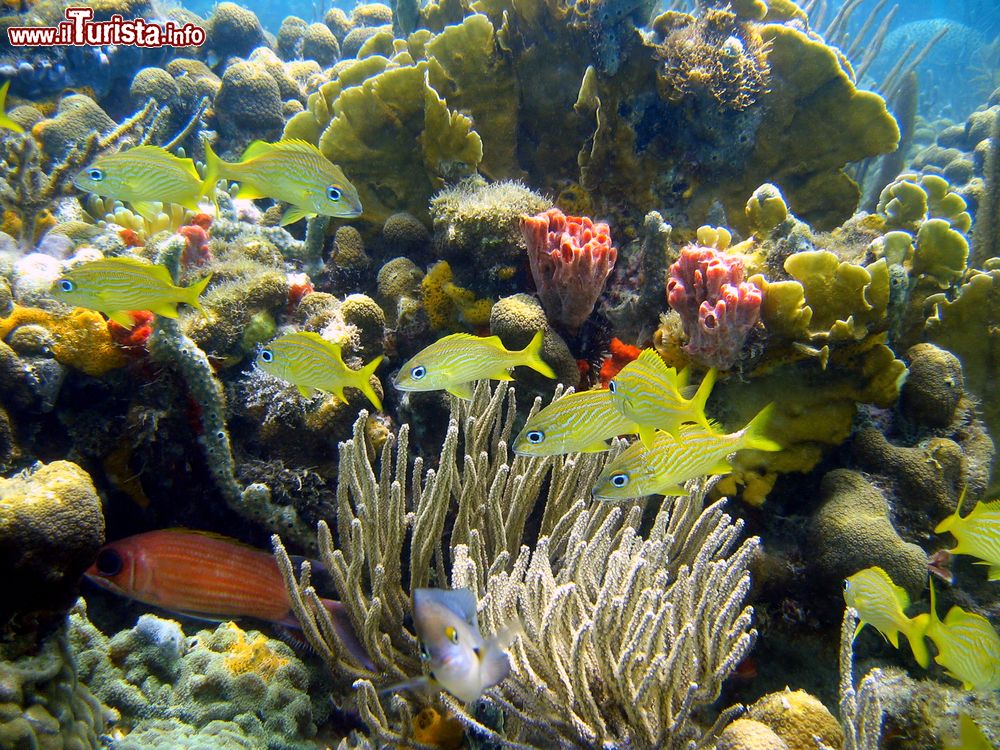 Immagine La colorata barriera corallina con pesci a Bocas del Toro, Panama. L'acqua smeraldo è habitat naturale di specie tropicali, barracuda, delfini e squali.