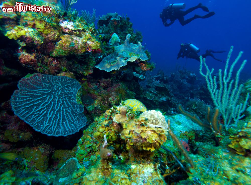 Immagine Barriera corallina e appassionati di diving a Cayo Largo, Cuba. Fra le meraviglie di questo angolo di territorio a 200 km da L'Avana vi è la barriera corallina con pesci tropicali, spugne colorate e grotte sommerse. Un paradiso naturale che ammalia da sempre.