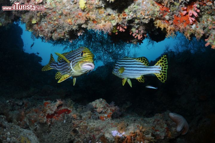 Immagine La barriera corallina (o reef, in inglese) nelle acque dell'Oceano Indiano di Malé Nord (North Malé), Isole Maldive - foto © Shutterstock.com