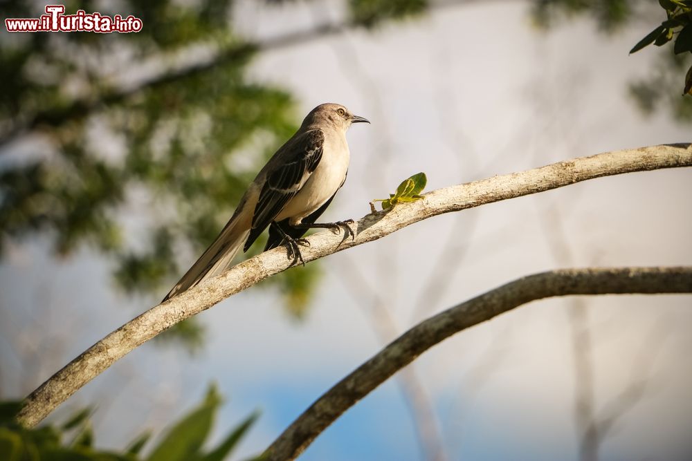 Immagine Birdwatchi a Rio San Juan in Dominica