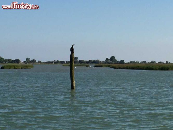 Immagine Birdwatching nelle valli intorno a Bibione in Veneto