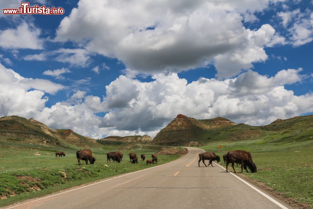 Immagine Bisonti americani attraversano Scenic Drive al Theodore Roosevelt National Park, North Dakota (USA).