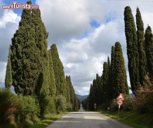 Le foto di cosa vedere e visitare a Bolgheri