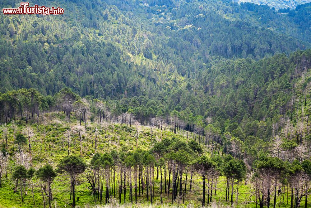 Immagine Boschi e paesaggio naturale della Corsica Meridionale nei pressi di Lecci