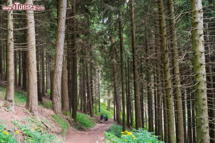 Immagine Boschi di conifere nei dintorni di Castione della Presolana, in val di Tede - © Elisa Locci / Shutterstock.com