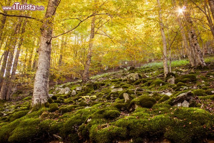Immagine Bosco di faggi a Ezcaray, Spagna - Le foglie gialle delle fronde di questi faggi indicano l'arrivo dell'autunno creando nel sottobosco un'atmosfera quasi fiabesca © funkyfrogstock / Shutterstock.com