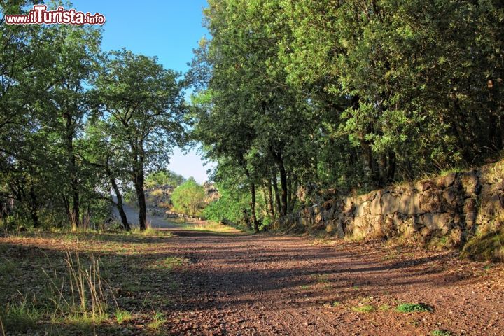 Immagine Bosco di querce nei dintorni di Bronte in Sicilia