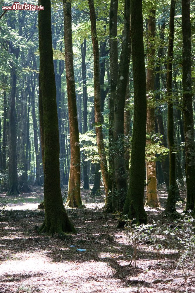 Immagine Bosco nell'Aspromonte vicino a San Luca in Calabria