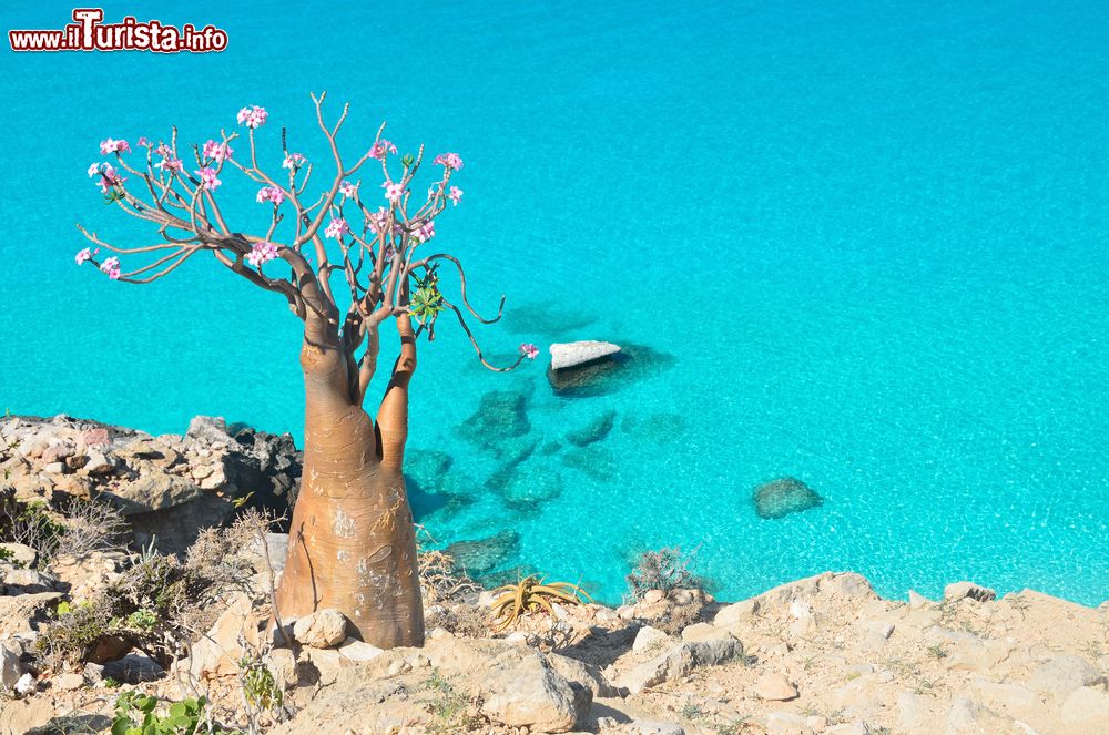 Immagine Una splendida "bottle tree" fiorita sulla costa rocciosa dell'isola di Socotra, Yemen. Quest'isola, assieme all'intero arcipelago, dal 2008 fa parte dei patrimoni dell'umanità dell'Unesco.