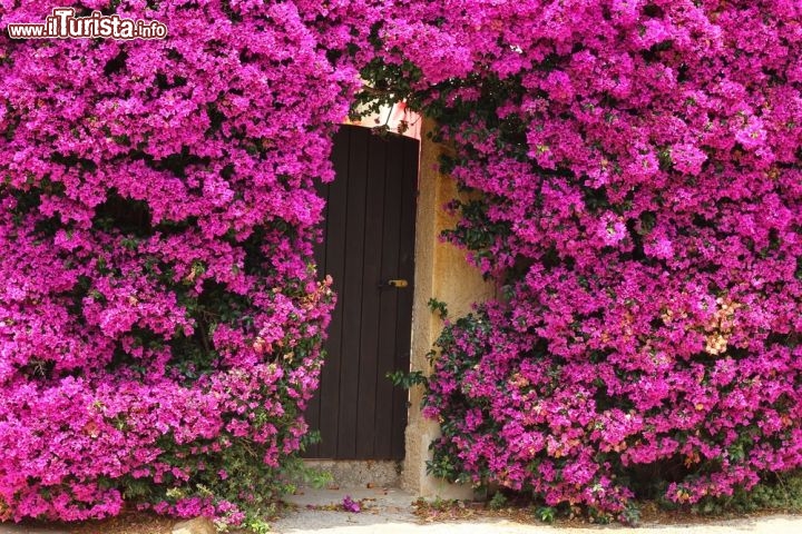 Immagine Tipici fiori Bougainvillea attorno ad un porta di una casa a Porquerolles, in Francia  - © Rrrainbow / shutterstock.com